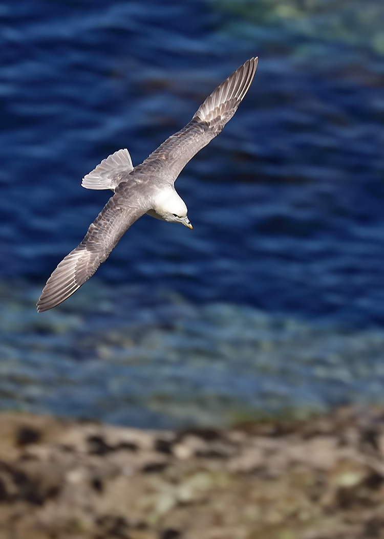 fulmar